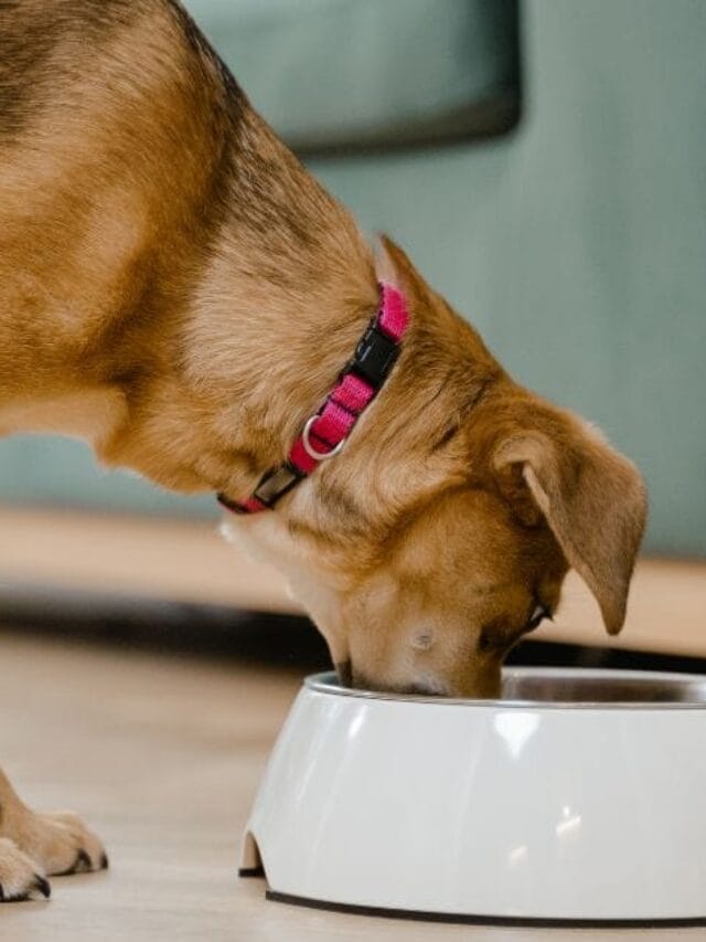 Probiótico Para Cachorro: o que é, Para que Serve e Como usar