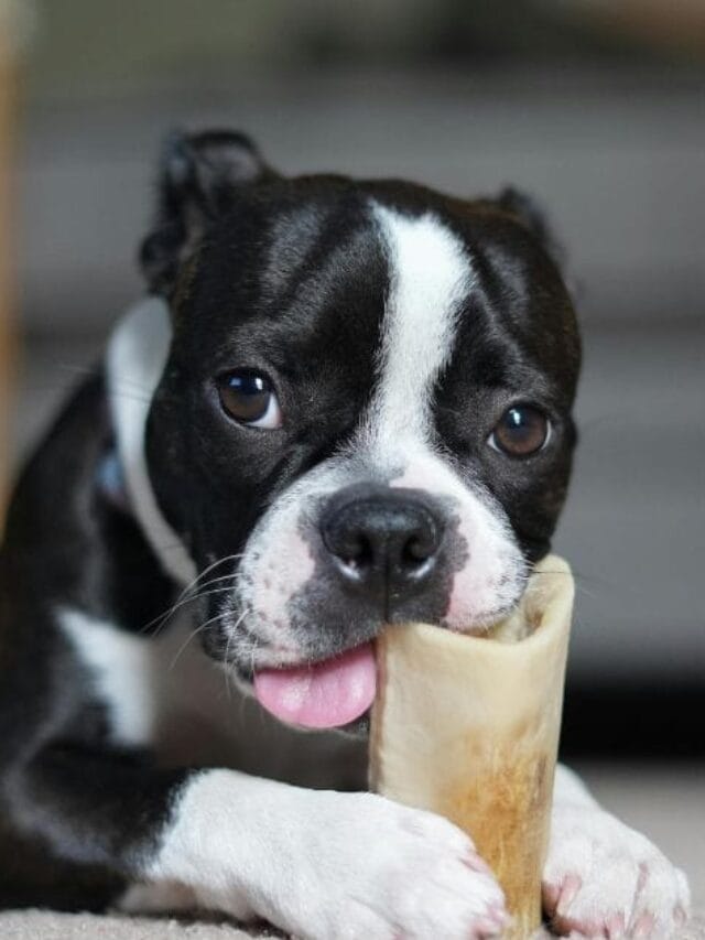 Cachorro Americano: Tudo o Que Você Precisa Saber