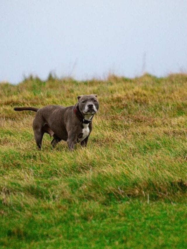 Pitbull American Staffordshire: guia completo da raça