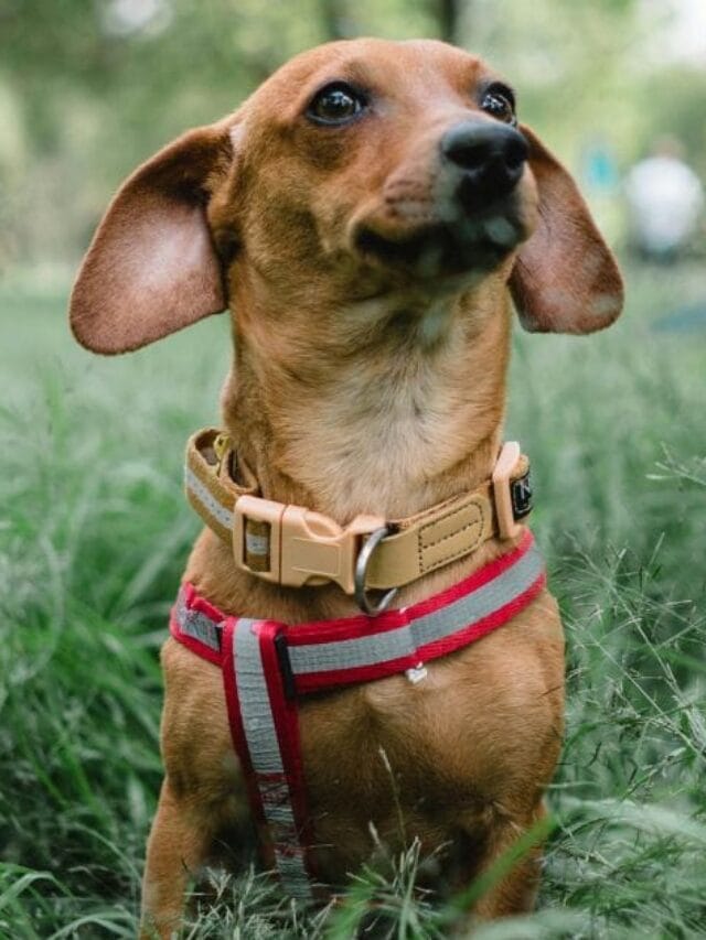 Cachorro Teckel: guia Completo Sobre a Raça Dachshund