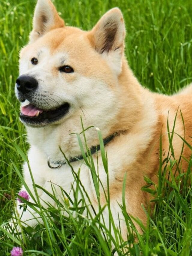 Cachorro Akita: Força, lealdade e Nobreza em uma só Raça