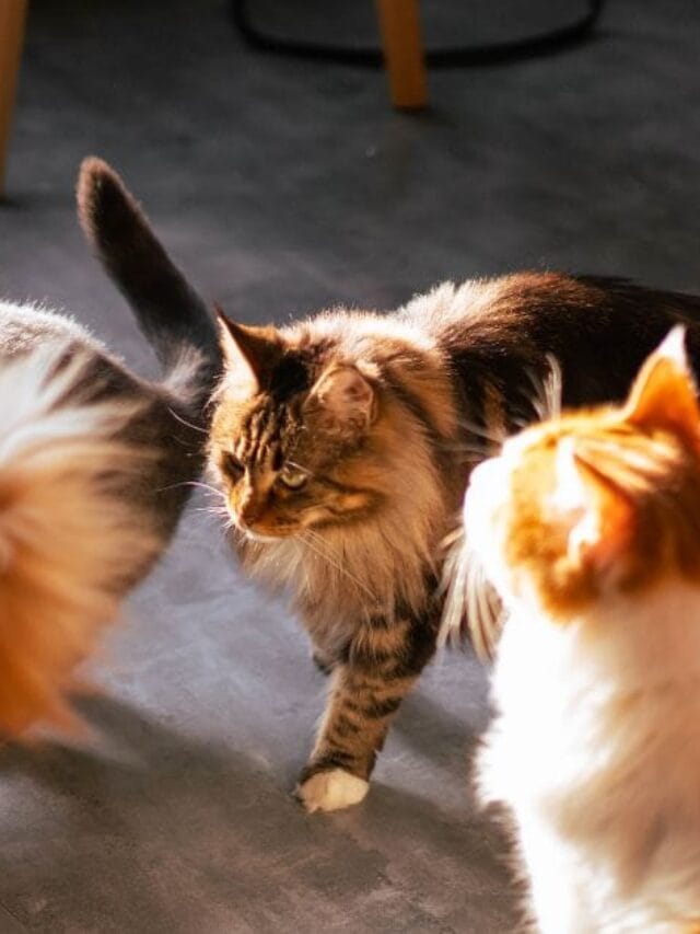 Gatil: tudo o que você precisa saber antes de escolher