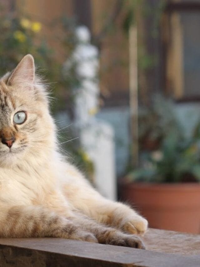 Sachê para gatos: benefícios, tipos e como escolher o melhor