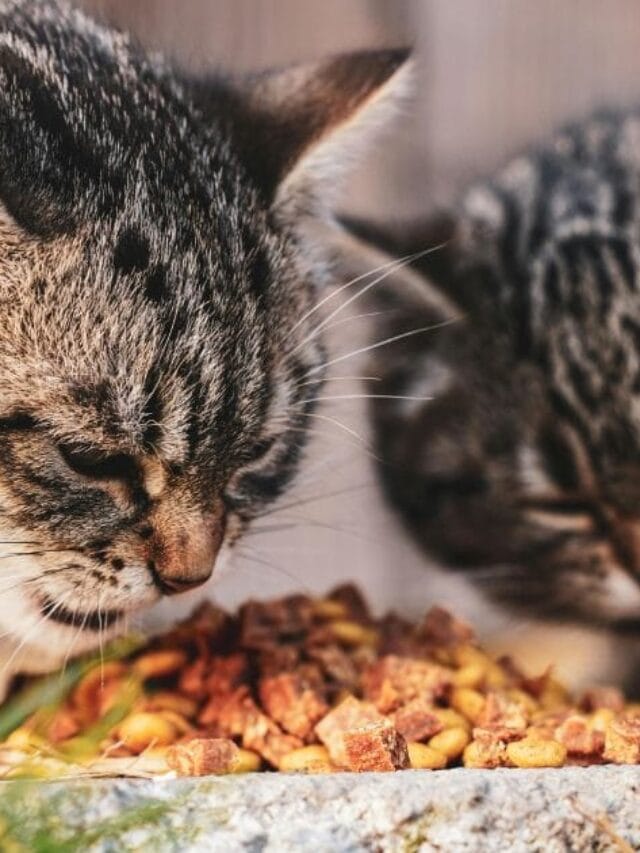 Enzimac Para Gatos: Para que Serve, Benefícios e Como usar