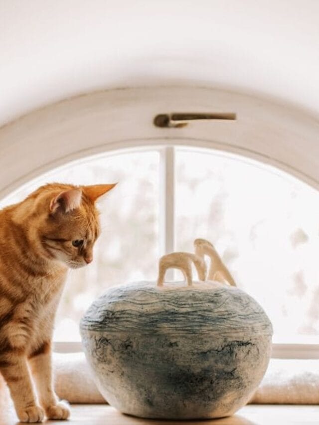 Gato Amarelo: Personalidade Marcante e Muito Carinho