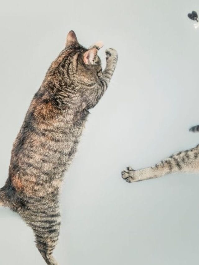 Gatos Engraçados: Momentos Hilários que Conquistam a Internet