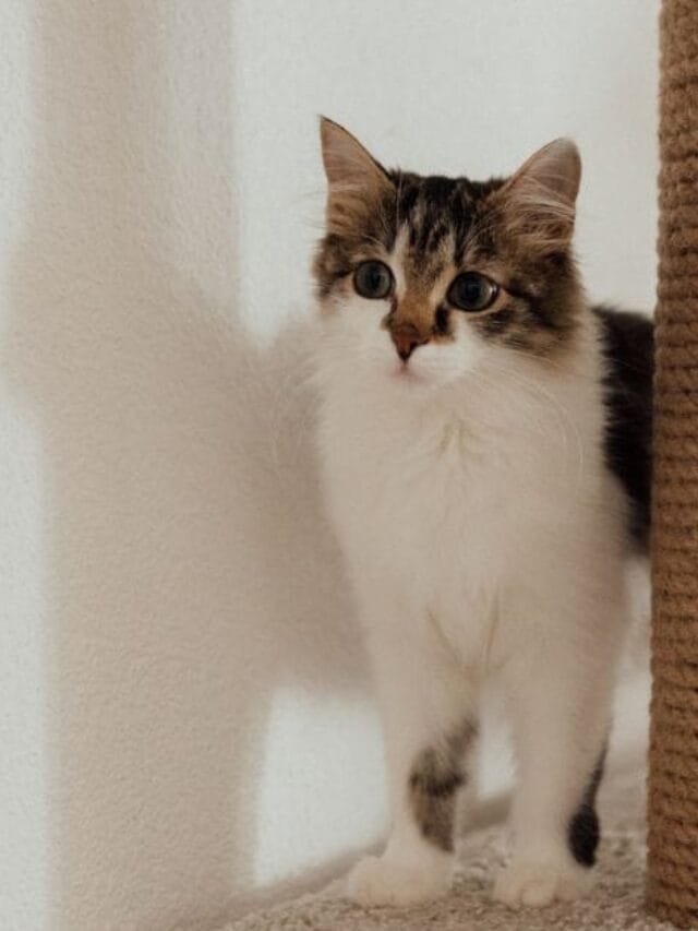 Felino Curiosidades e Cuidados Essenciais