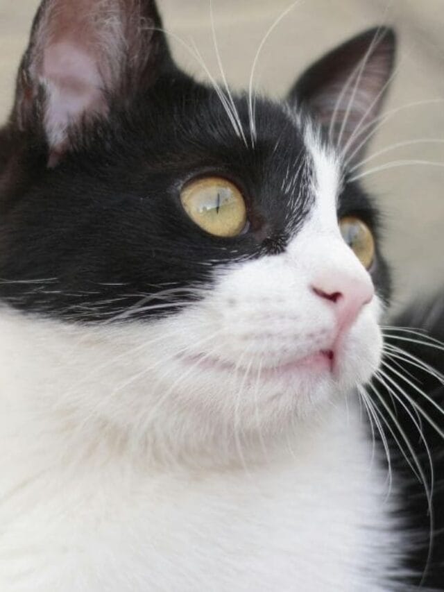 Gato Frajola: charme, Curiosidades e Cuidados Essenciais