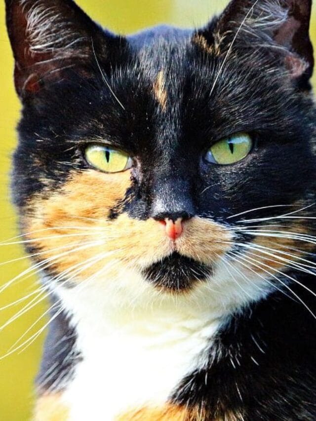 Gato Tricolor: um Felino Cheio de Charme e Mistério