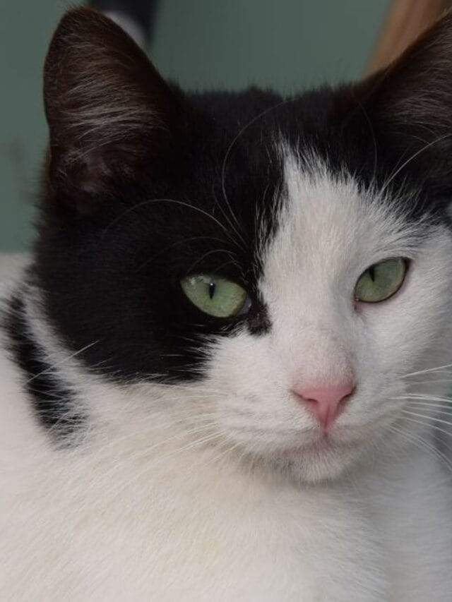 Gato Vesgo: Curiosidades, Causas e Cuidados essenciais