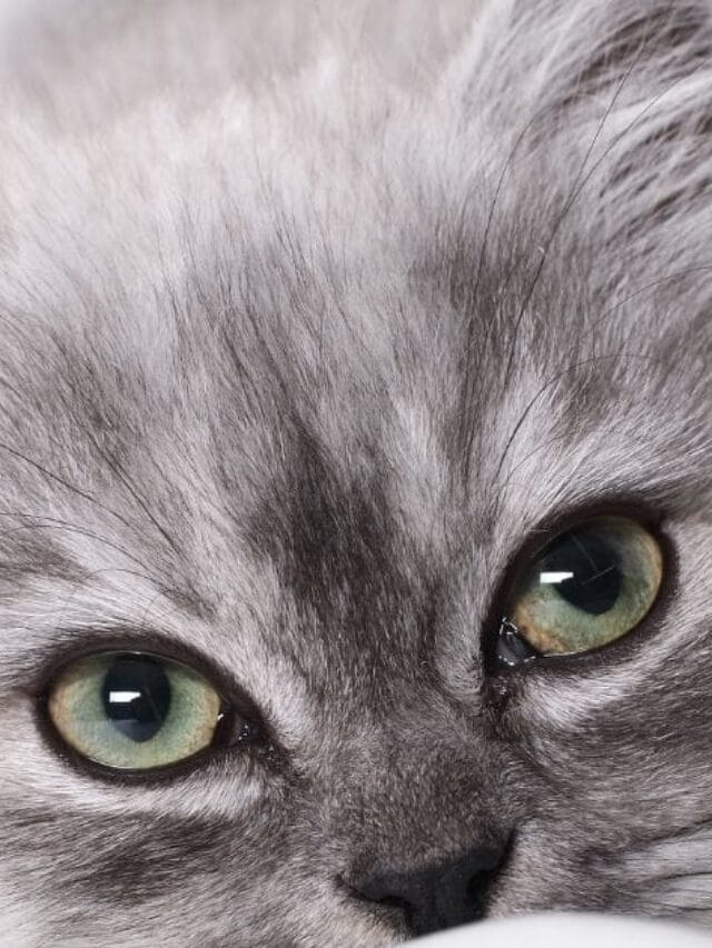 Fotos de Gato: Guia Completo para Cliques Encantadores