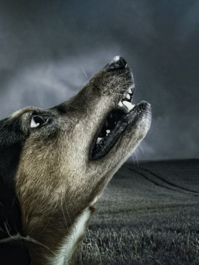 Cachorro Uivando: Causas, Curiosidades e Como Lidar