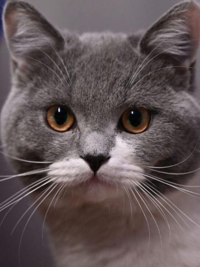 Gato de pelo curto inglês: guia completo da raça