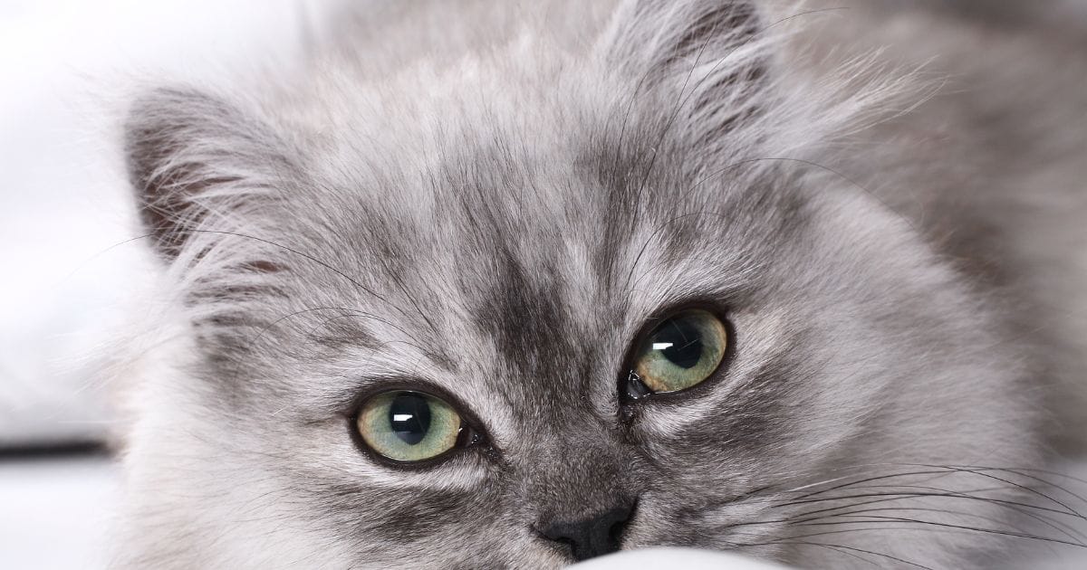 Fotos de Gato: Guia Completo para Cliques Encantadores