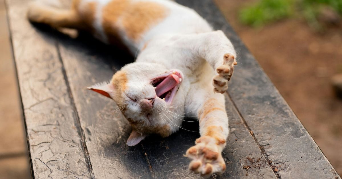 Fusfelis: Tratamento Natural Para Problemas Urinários em Gatos