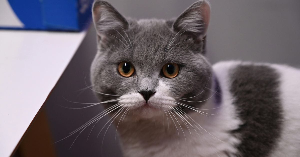 Gato de pelo curto inglês: guia completo da raça