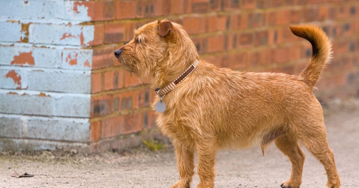 Vira-lata peludo: tudo sobre cuidados e curiosidades
