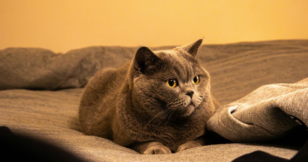 Gato de pelo curto inglês: elegância e tranquilidade