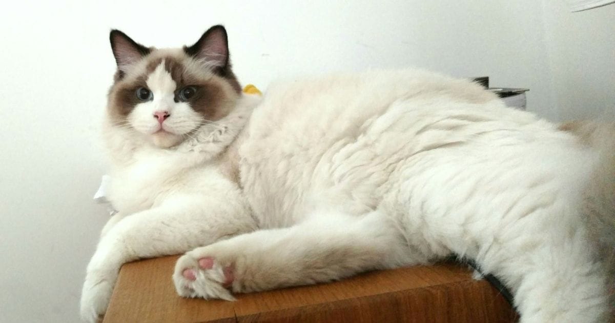 Gato Ragdoll: elegância, docilidade e companhia fiel