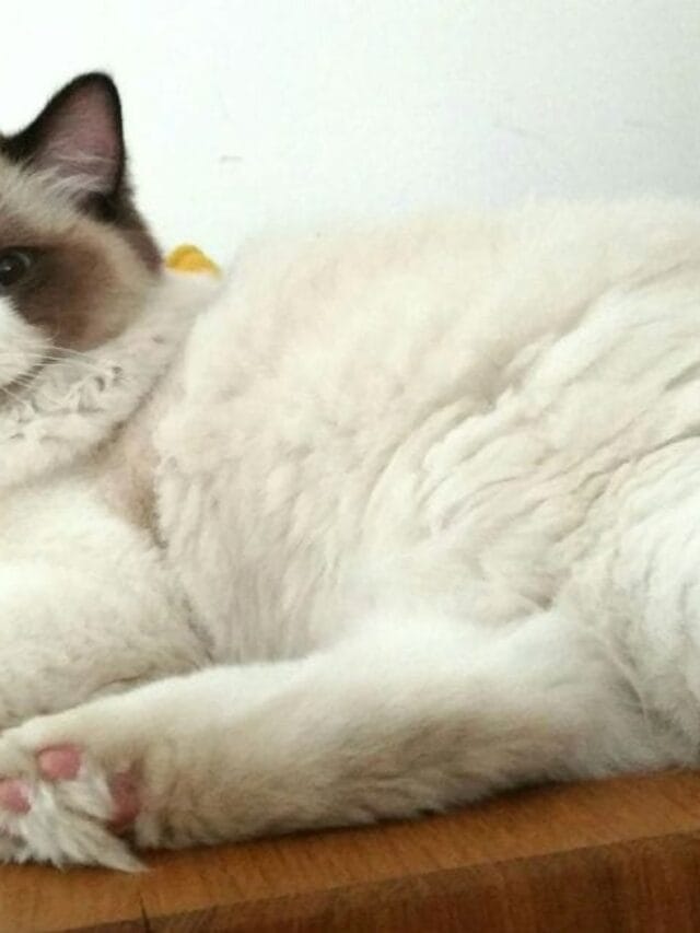 Gato Ragdoll: elegância, docilidade e companhia fiel