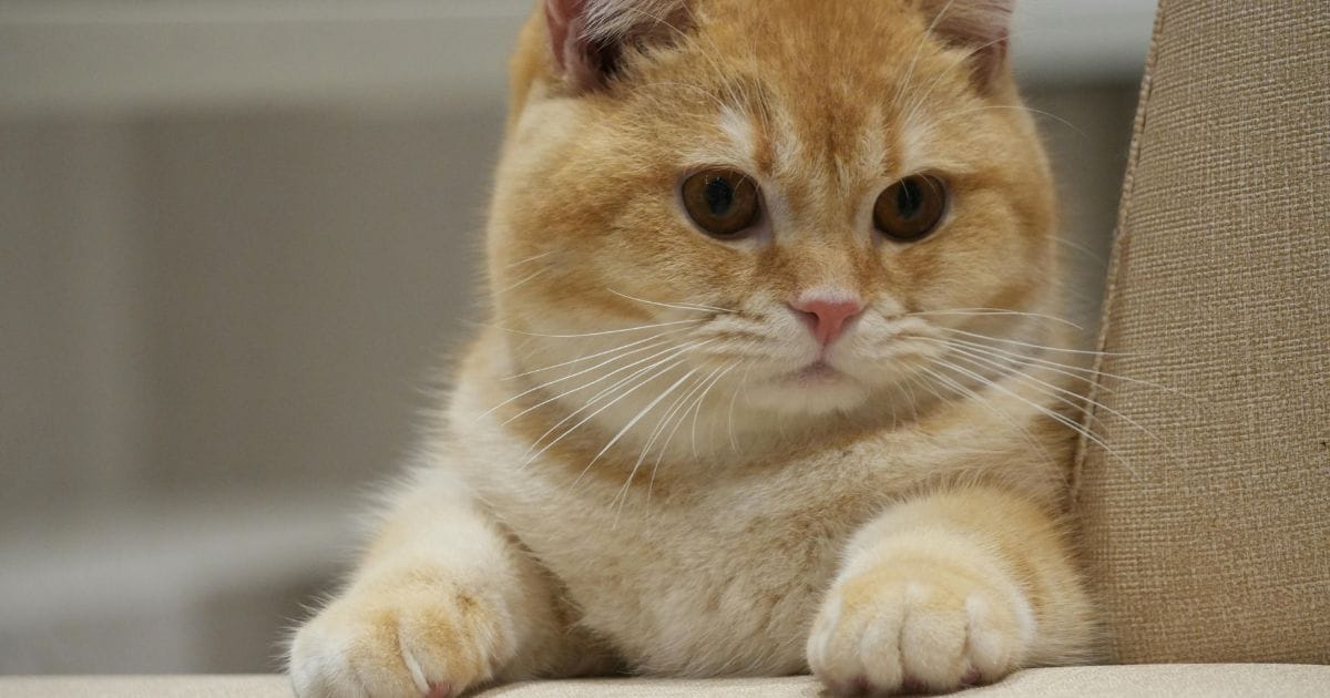 Gato munchkin: tudo sobre a raça de pernas curtas